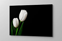 Obraz Biely tulipán 1748